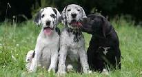 Great Dane - Deutsche Dogge Pups