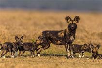 Mom with her litter of 8 week old African Wild Dog puppies out for an adventure.