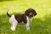 Small Munsterlander Pup