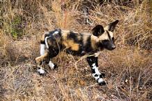 Endangered African Wild Dog - 8 Week Old Pup