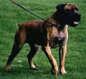 "Ranger" is a 135 lb. Boerboel (South African Mastiff). He IS a 'Big Bruiser' and a very special Boot Camp graduate!