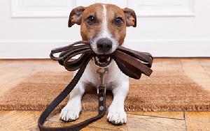 Mom, I'm ready for go to Metro Dog training at Euro Pros K-9 Center.