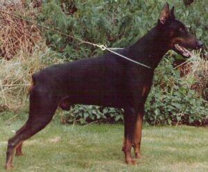 Bingo son, Nicolai vom Kloster Kamp, an outstanding Working Dobermann in his own right.