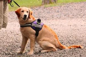 Euro Pros Service Dog in training.
