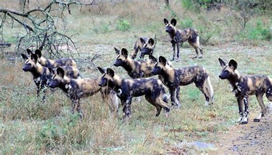 This is their endangered Pack of African Wild Dogs in Namibia.