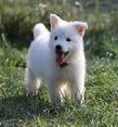 White Swiss Shepherd Pup