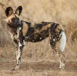 Endangered African Wild Dog - Female