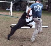 Here's "Nixi" a young Giant Schnauzer flying to the bite at Von Asgard K-9 Center.