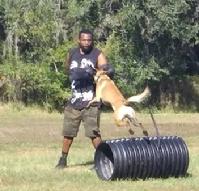 Here's Derrick Cash catching Lumas, a Malinois, flying over a culvert pipe