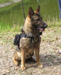 "Falk" is a fine example of a quality Military Work Dog produced by Euro Pros K-9 Center, Inc. This extensive training experience sets Euro Pros apart in the training of Service Dogs for use by "wounded warriors" or by those in the general public requiring a Service Dog for PTSD or Emotional Support issues.