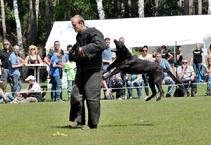 This is "Mido" a Black Malinois in the National KNPV Championship.
