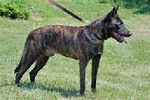 This is Garm von Asgard a Dutch Shepherd of Linda's that is out of two KNPV Dutch Shepherds.