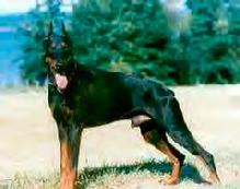 Through her "von Asgard" Working Dog Kennel, Linda imported, bred, trained, and competited with high-level European Working Dogs like Baquero von Asgard a strong French Ring competitor.