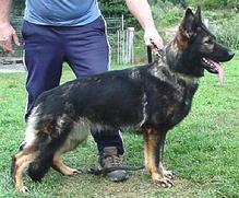 GSD male grown to maturity