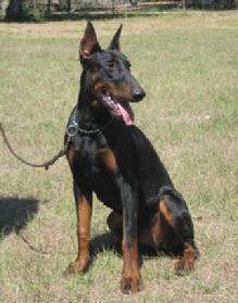 "von Asgard" Kennel "P" litter male, Panzer von Asgard at 8 months.