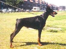 Ju. Sg., Xendy v. d. Russheide, BH, SchH I (90/88/92=270), LZ (Ares v. d. Alexanderhohe x Cita v. d. Mooreiche) dam of von Asgard's "B" litter was imported into the U.S. from Germany having been bred to Gero v. d. Mooreiche.