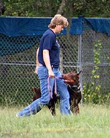 Here's a demonstration showing the German Dobermann, Doc vom Dragonerreich, training for competition heeling at Euro Pros K-9 Center.