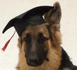 Your dog can be a Pro Dog Boot Camp graduate. Call Von Asgard register him for the next semester, today.