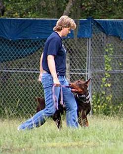 Here is one of Von Asgard's clients competition heeling with her imported Dobermann that was trained at Von Asgard.