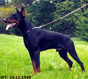 One of the outstanding Working Dobermanns we linebred upon: Larry v. d. Mooreiche, SchH III, IPO III, FH, 2 x German National Working Dobermann Champion & IDC (Int'l. Dobermann Club) World Working Dobermann Champion.