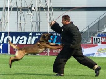 The point of impact: Decoy & KNPV Malinois.