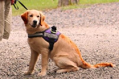 Euro Pros Service Dog in training.